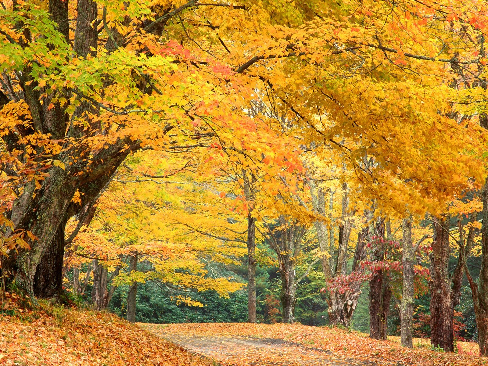 Rural Roadway, Bass Lake, North Carolina   1600x