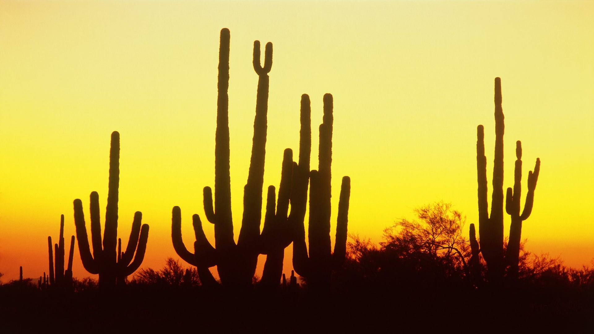 Saguaro Cactus at Sunset, Arizona   