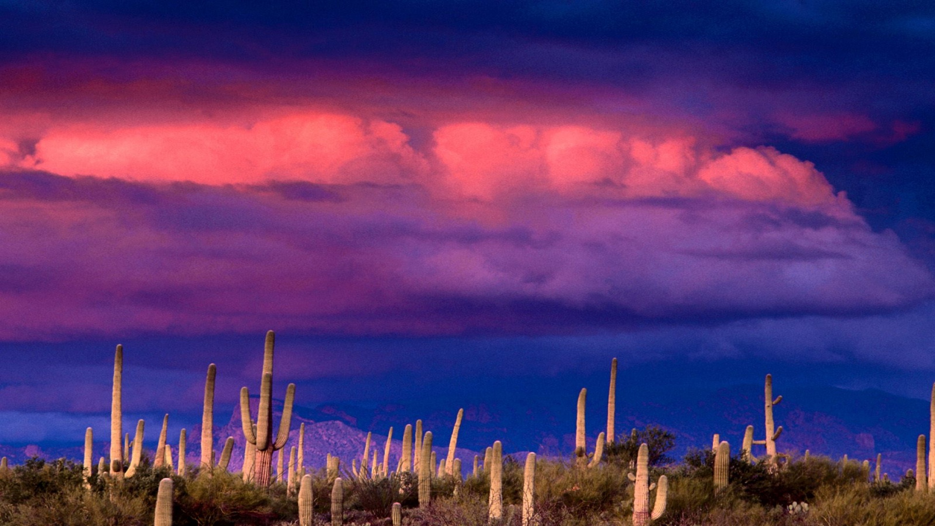 Saguaros and the Spring Storm, Saguaro National