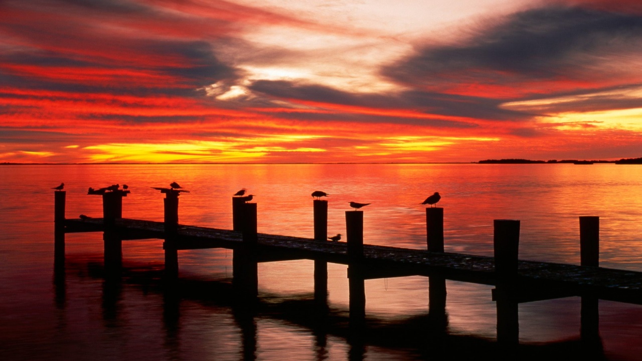 Seagulls at Sunset, Fort Myers, Florida 1600x1 - 1280x720 - 237407