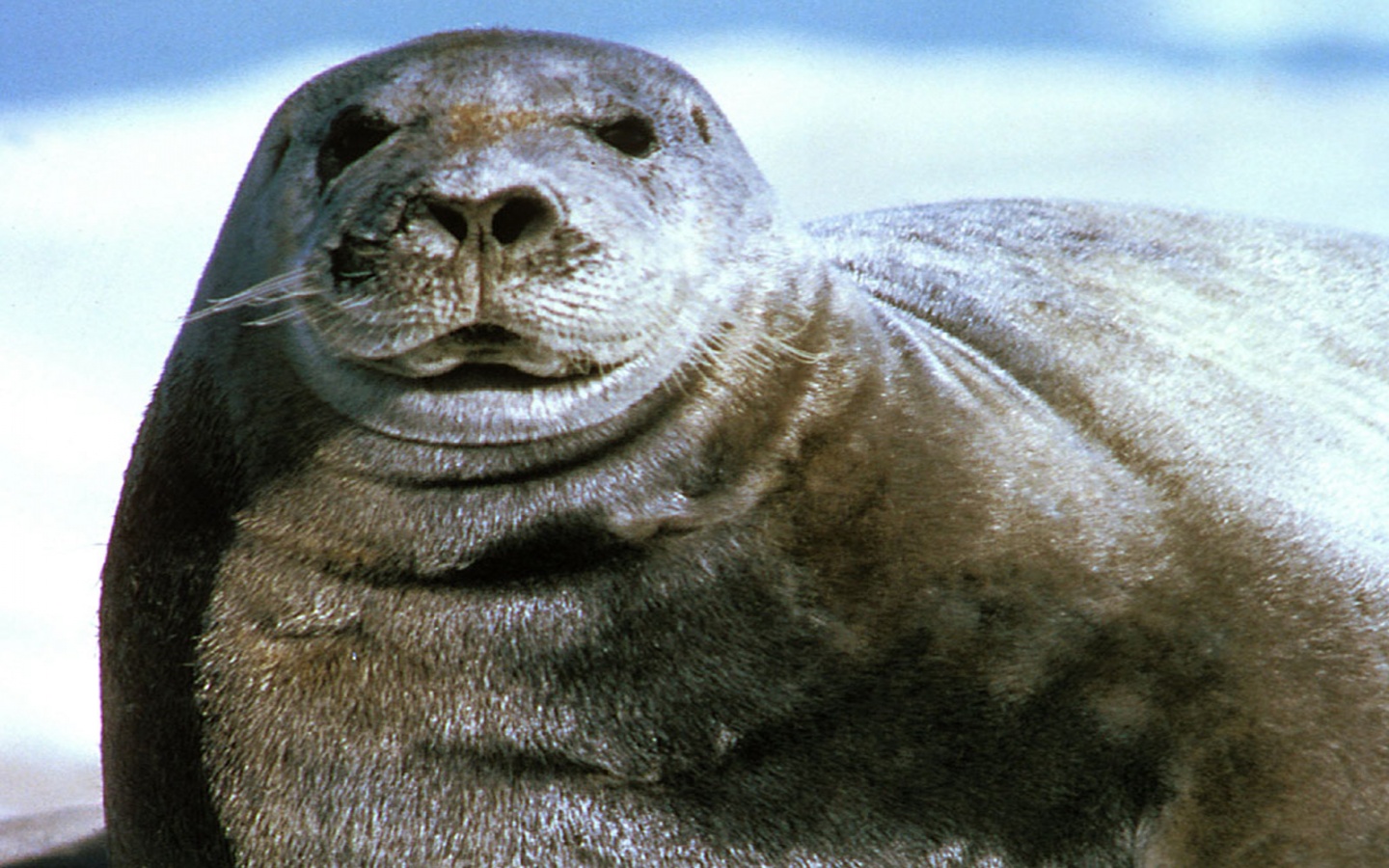 seal picture