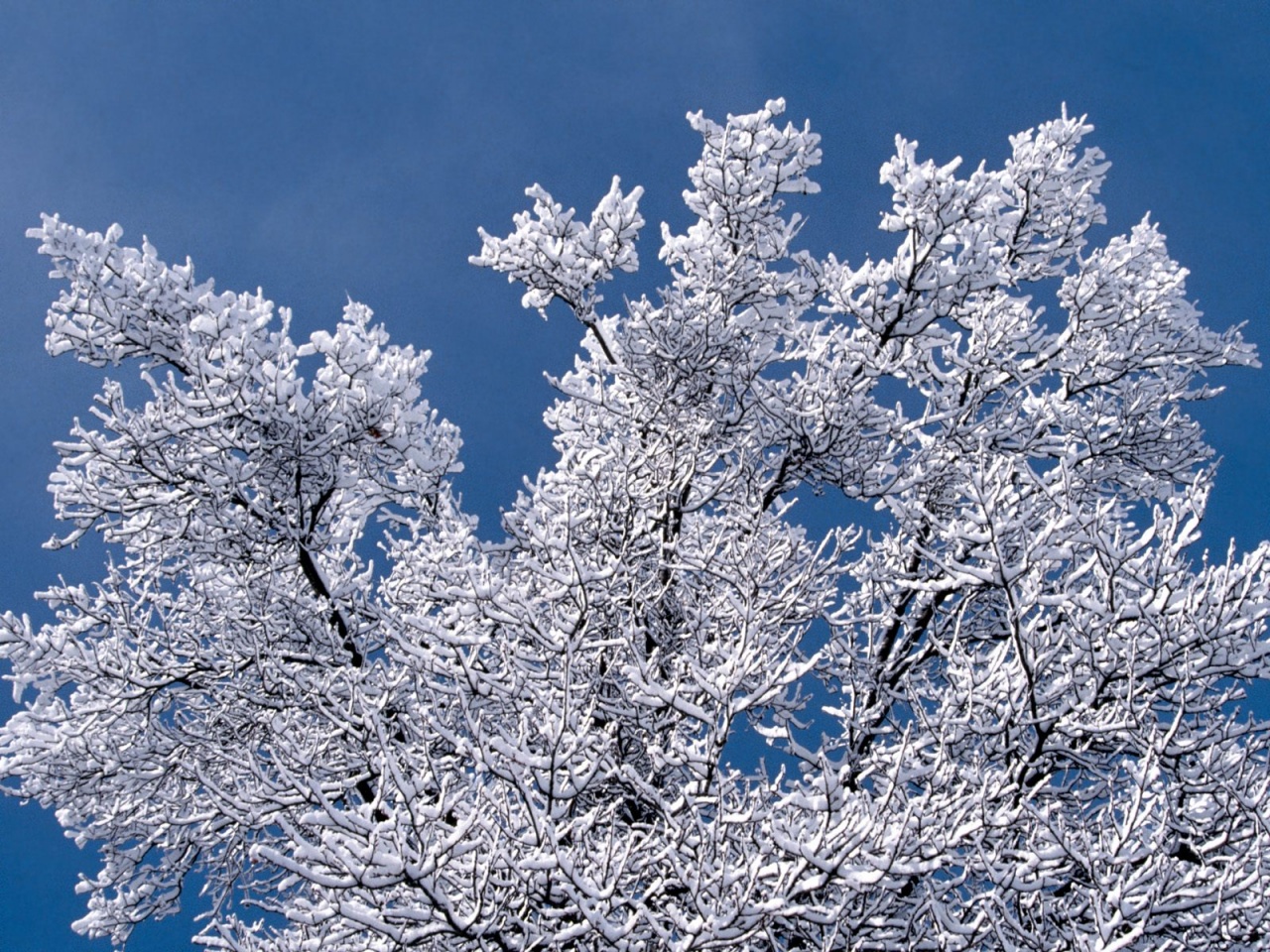 Snow Branches, Minnesota      ID 3333