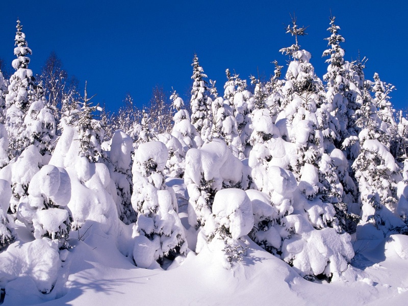 Spruce Trees Covered in Snow, Canada   