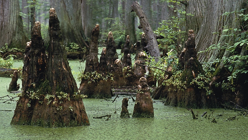 swamp