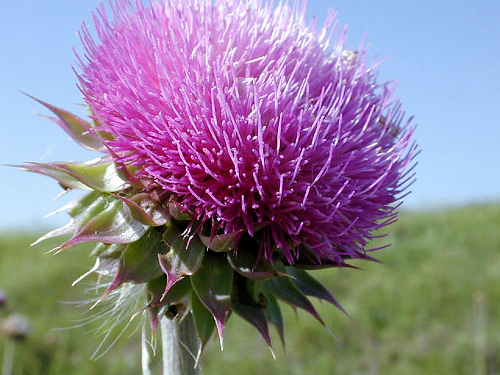 thistle