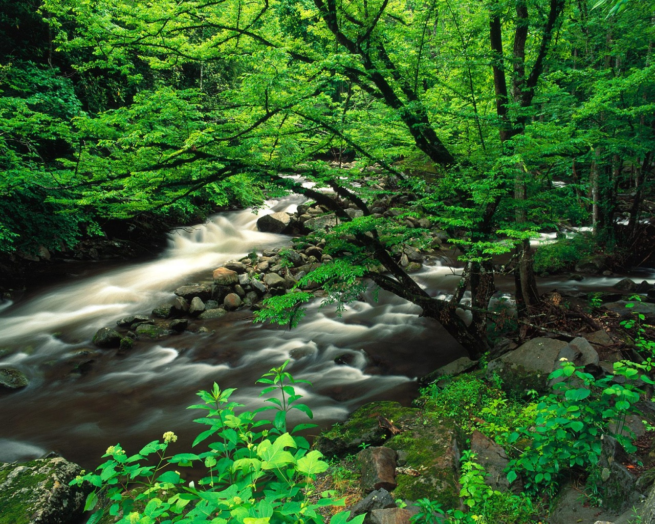 Tremont, Great Smoky Mountains National Park, Te