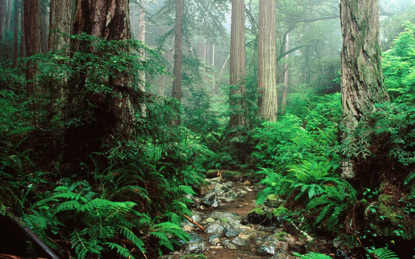 Webb Creek and Redwoods, Mount Tamalpais State P - 1680x1050 - 872261