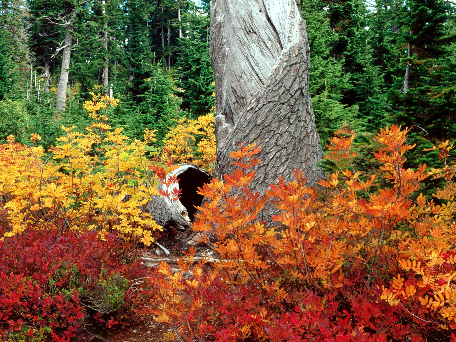 Autumn at Heather Meadows, North Cascades, Washi