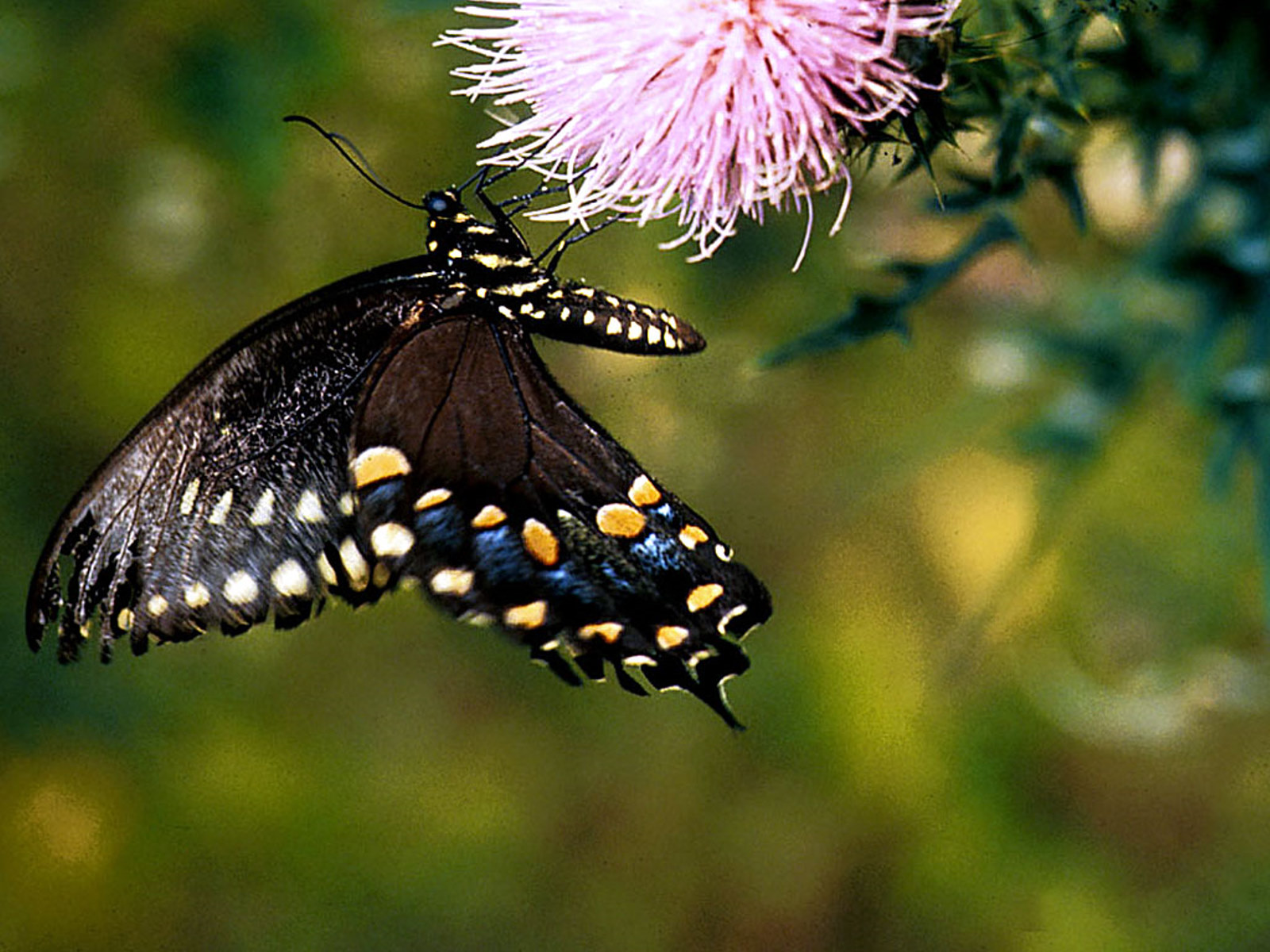 butterfly