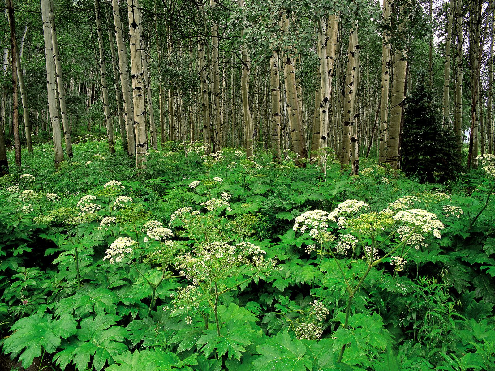 Cow Parsnip and Quaking Aspen, Colorado   1600x1