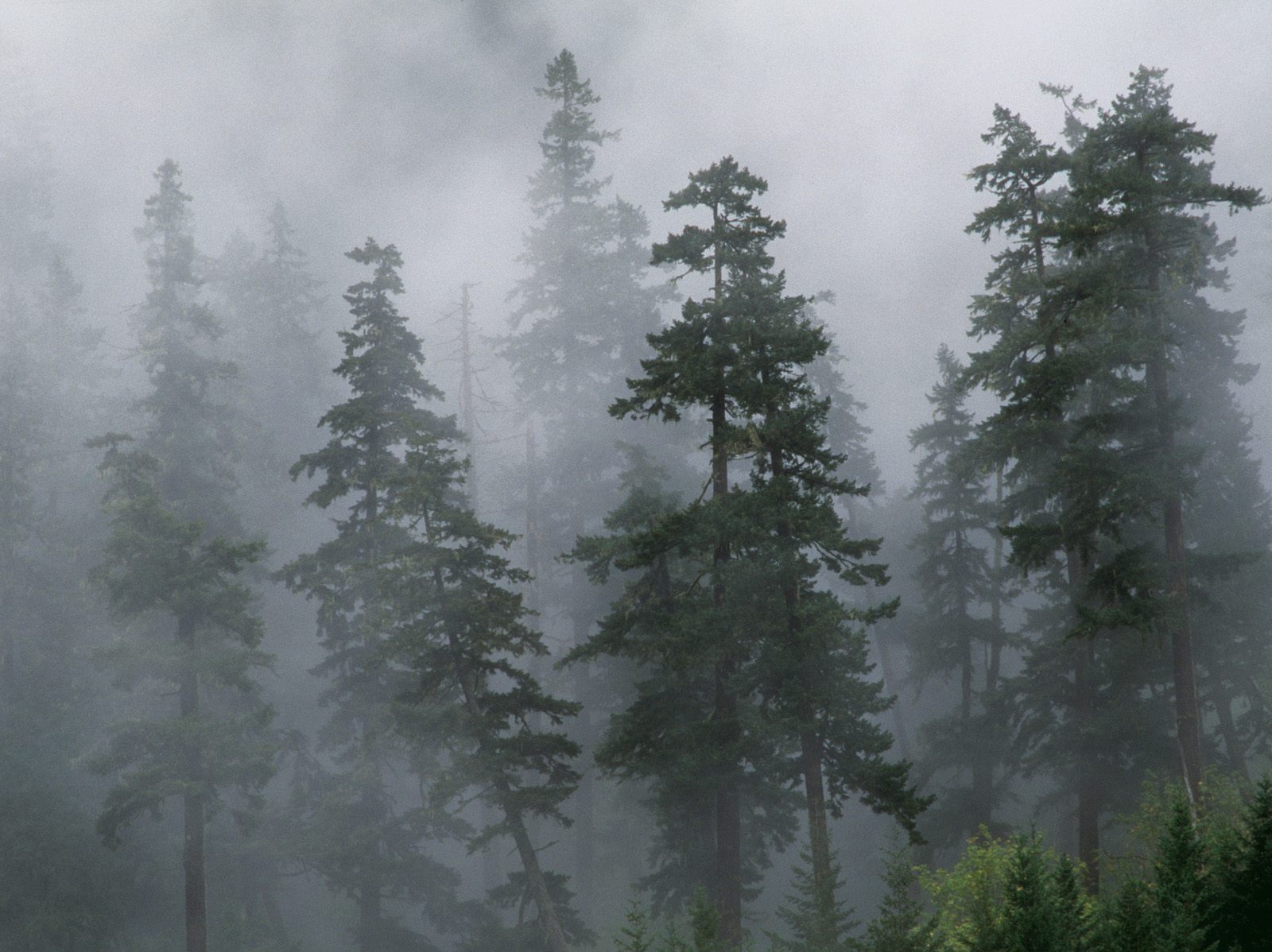 Mist of the Clearing Storm, Mount Hood National