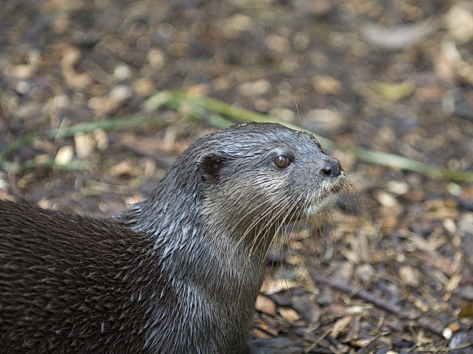 otter picture