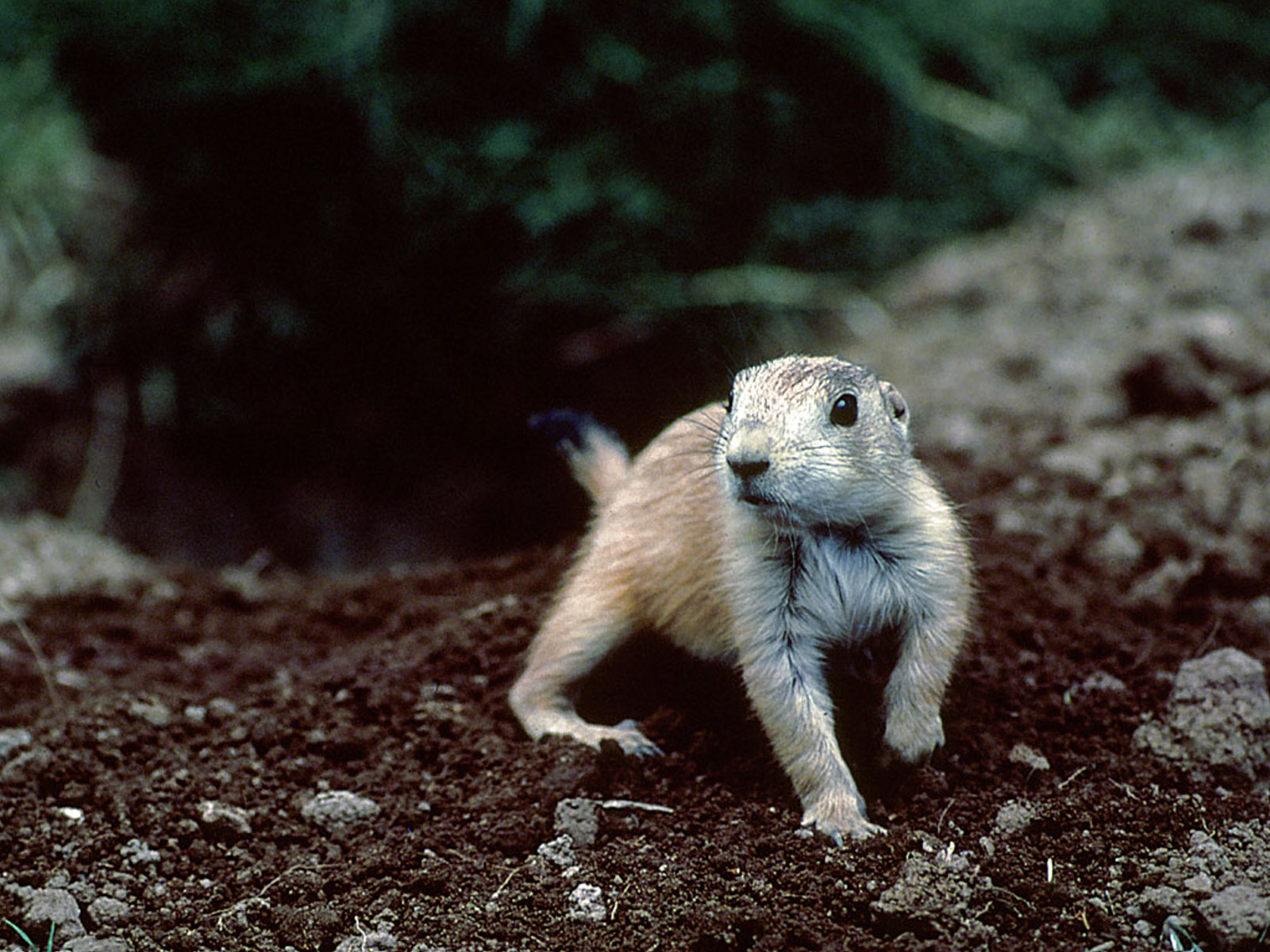 prairie dog