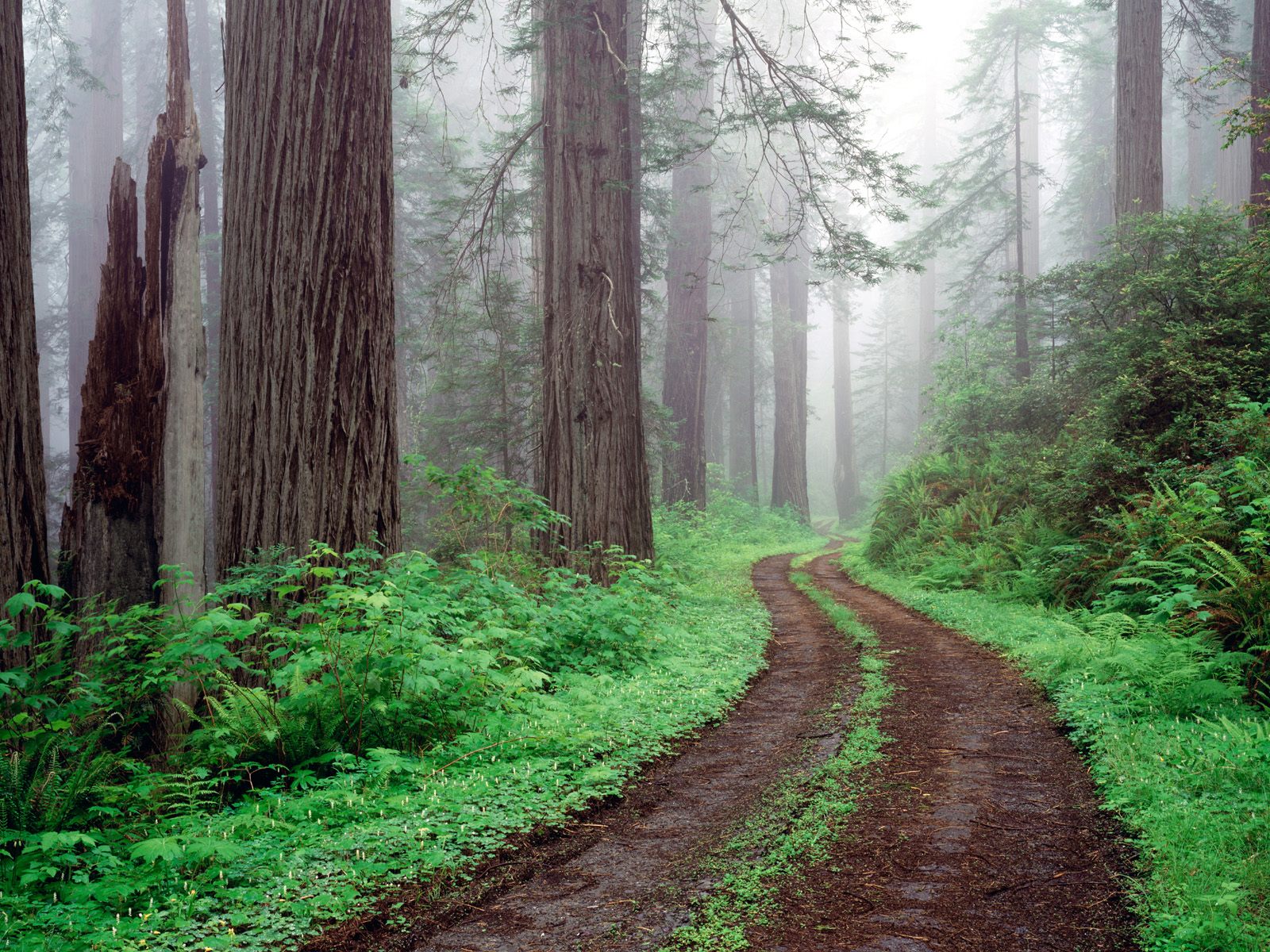 Redwood National Park, California