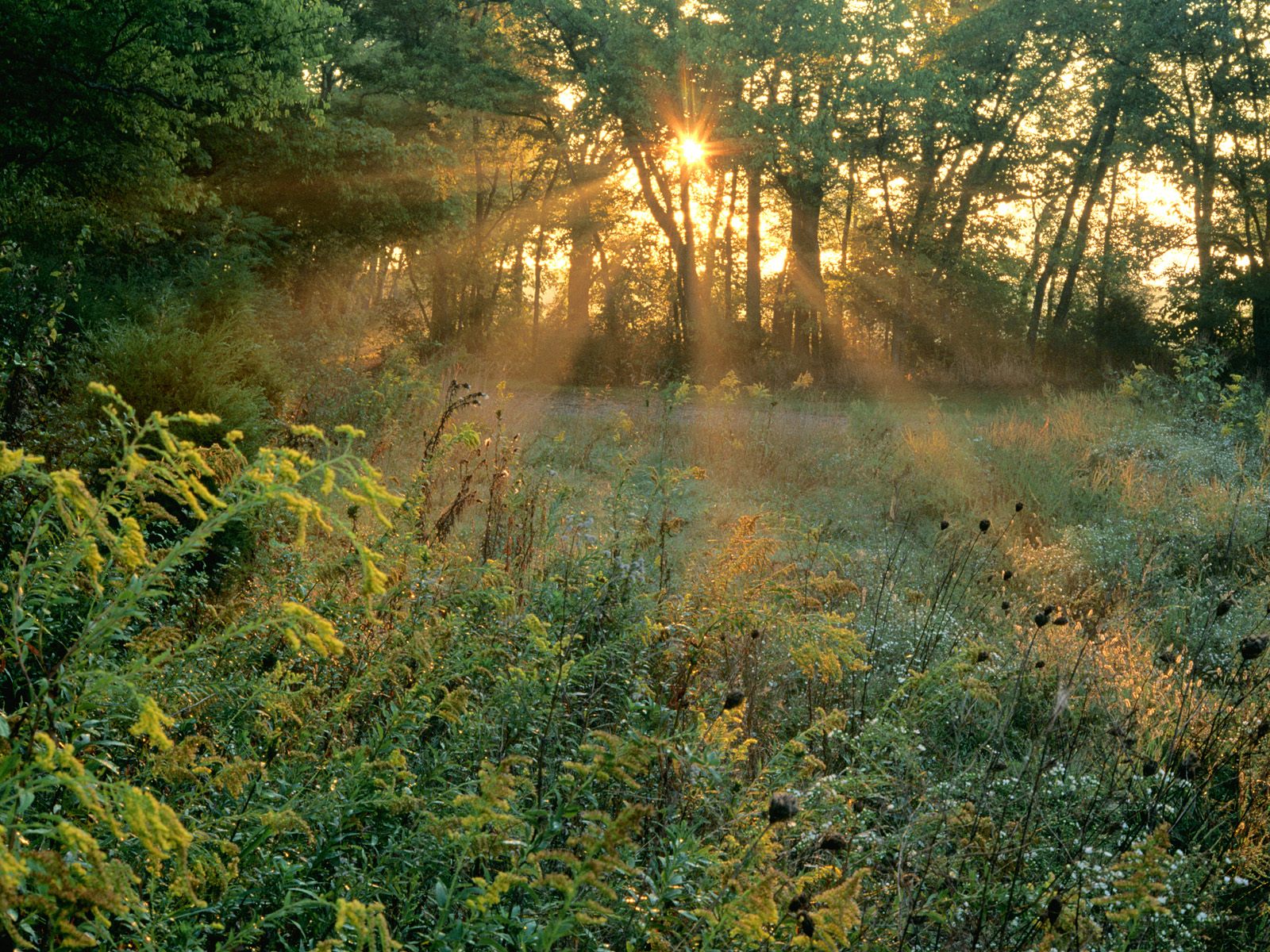 Sunbeams and Goldenrods, Edwin Warner Park, Nash